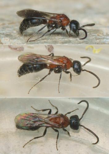 Réf. 285 208 : Myrmilla triareolata